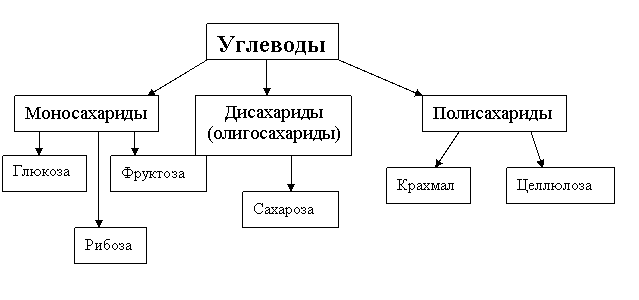 Углеводы