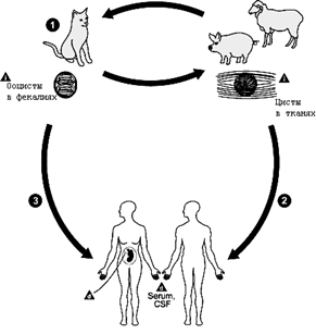 Toxoplasma_LifeCycleRu